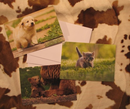 Dierenkaarten: beer, hond en poes